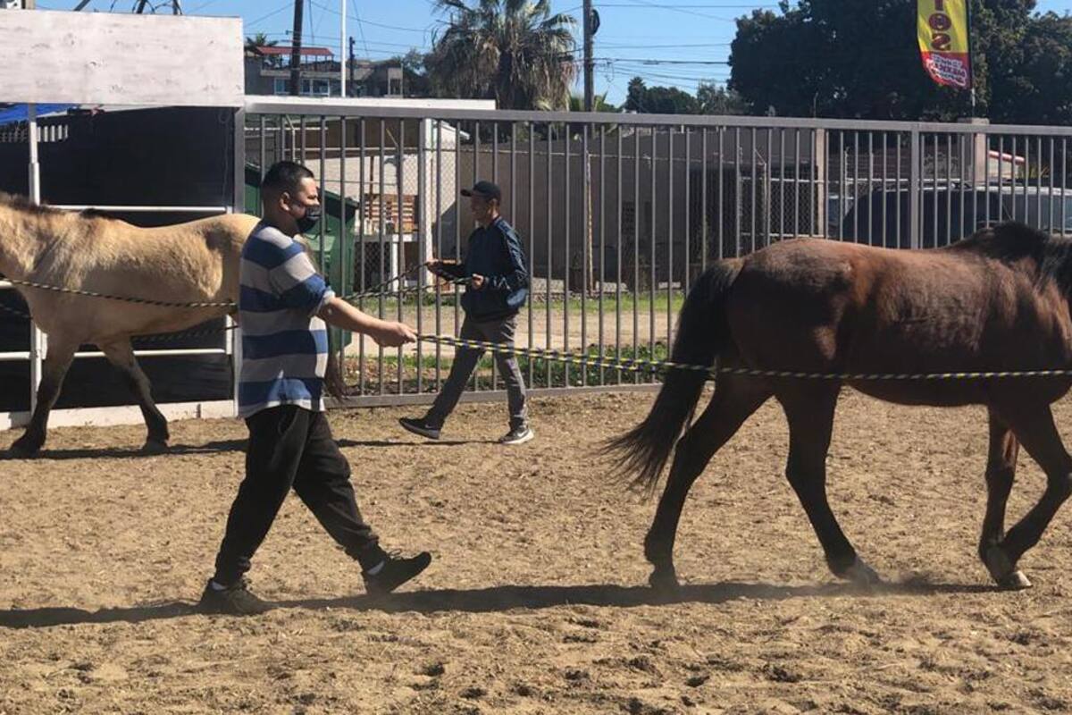 El Mezón de Rosarito realiza terapias en programa equinofamilia