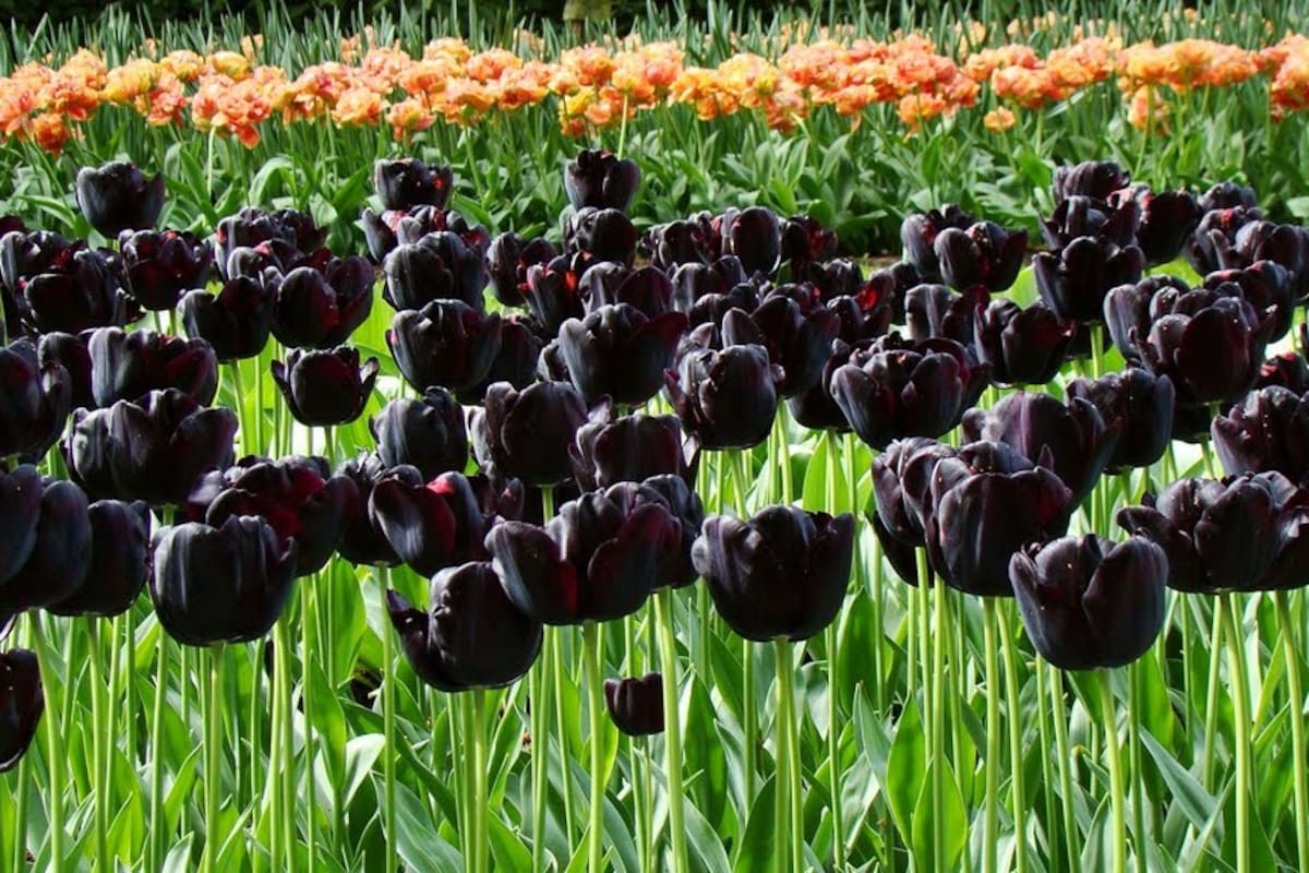 Estos son los tipos de plantas negras más bellas