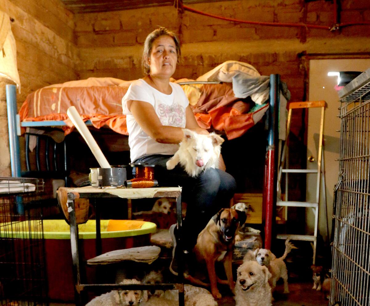 De distintas razas, tamaños y edades son los perros que viven en el Molino de Camou con Dámaris Acosta, quien les da alimento y cuidado.