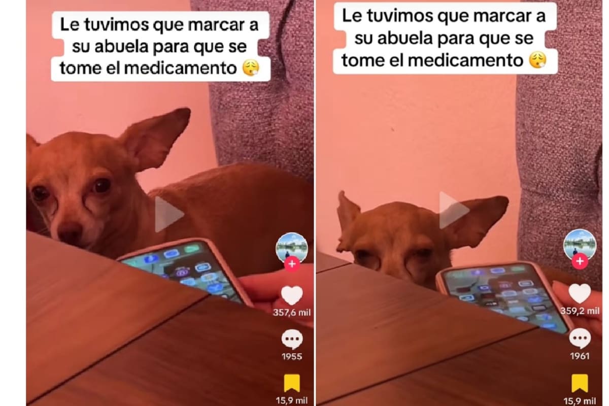 Perrito se niega a tomar su medicamento y le llaman a su abuelita humana para que lo regañe