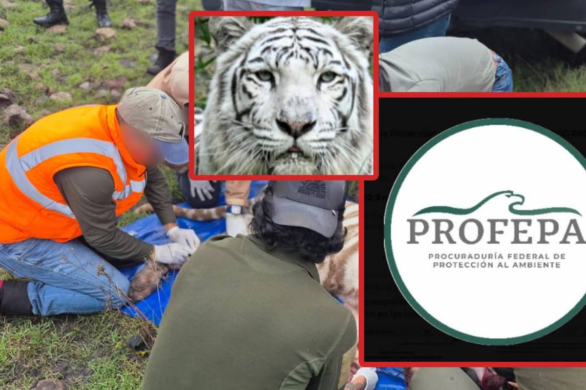 Tigre Kenzo: Profepa busca una necropsia externa con la UNAM luego que antes su captura fue sedado, pero también recibió un disparo con un arma de fuego cuando intentó atacar al médico veterinario y murió durante el traslado para ser atendido