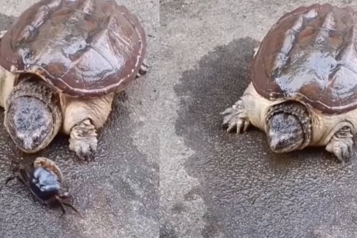 “Alcanzó el 0.0001 de la velocidad de la luz”: tortuga devora un pequeño cangrejo en segundos e impresiona a todos