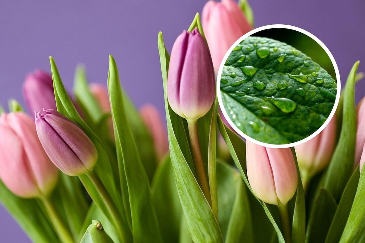¿Las plantas tienen sensibilidad? Descubre lo que dice la ciencia
