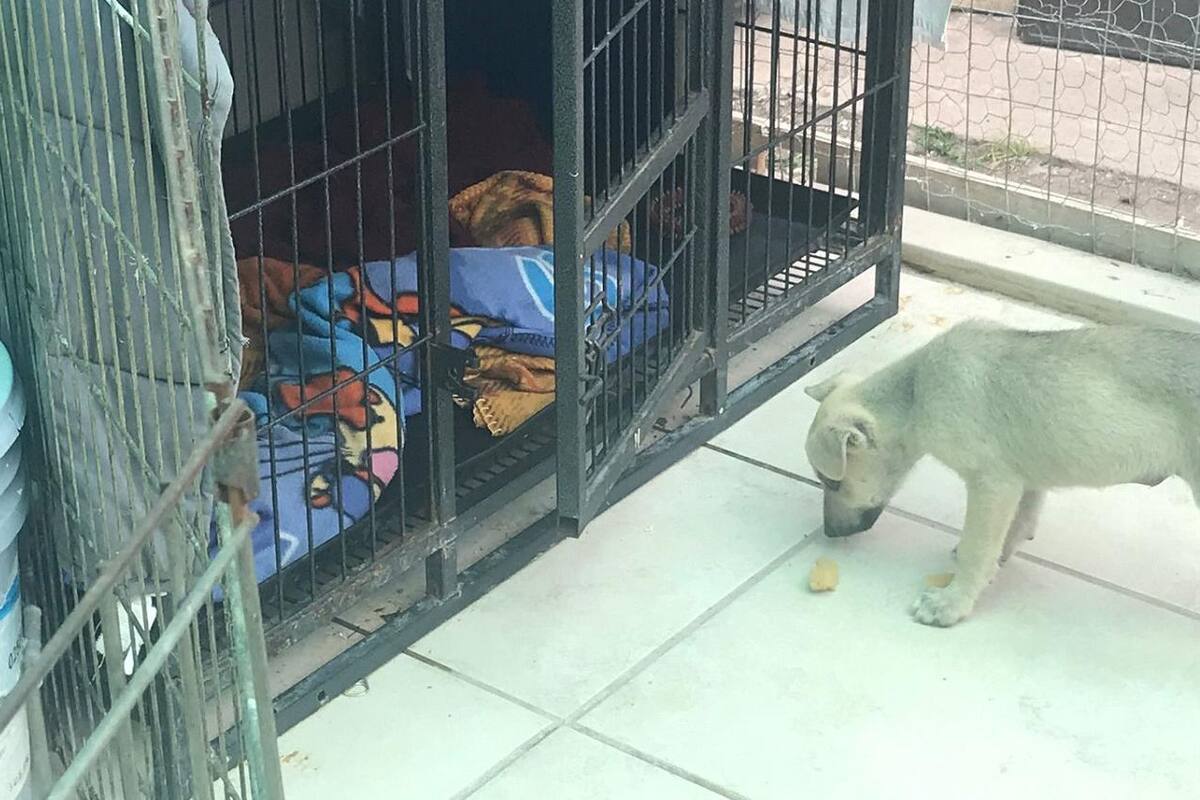 Buscan en Rosarito combatir proliferación de perros callejeros