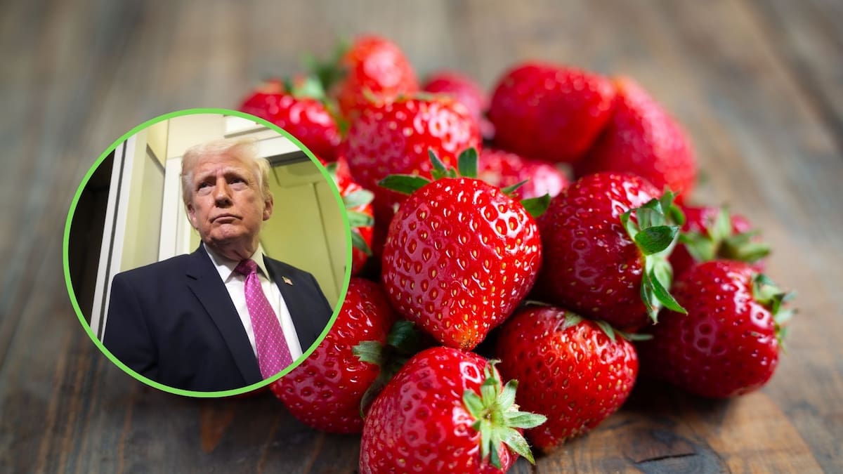 La fresa mexicana supera la primera fase del proceso antidumping en Estados Unidos: la ITC mantiene abierta la investigación técnica pero permite el libre comercio de la fruta a la espera de un dictamen final