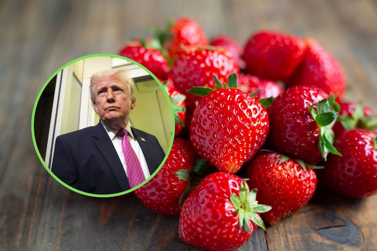 La fresa mexicana supera la primera fase del proceso antidumping en Estados Unidos: la ITC mantiene abierta la investigación técnica pero permite el libre comercio de la fruta a la espera de un dictamen final