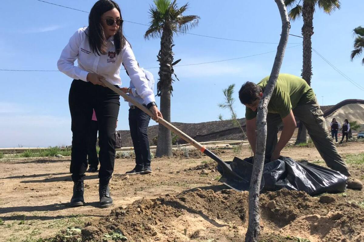 Plantan especies nativas en acceso a Playas de Tijuana