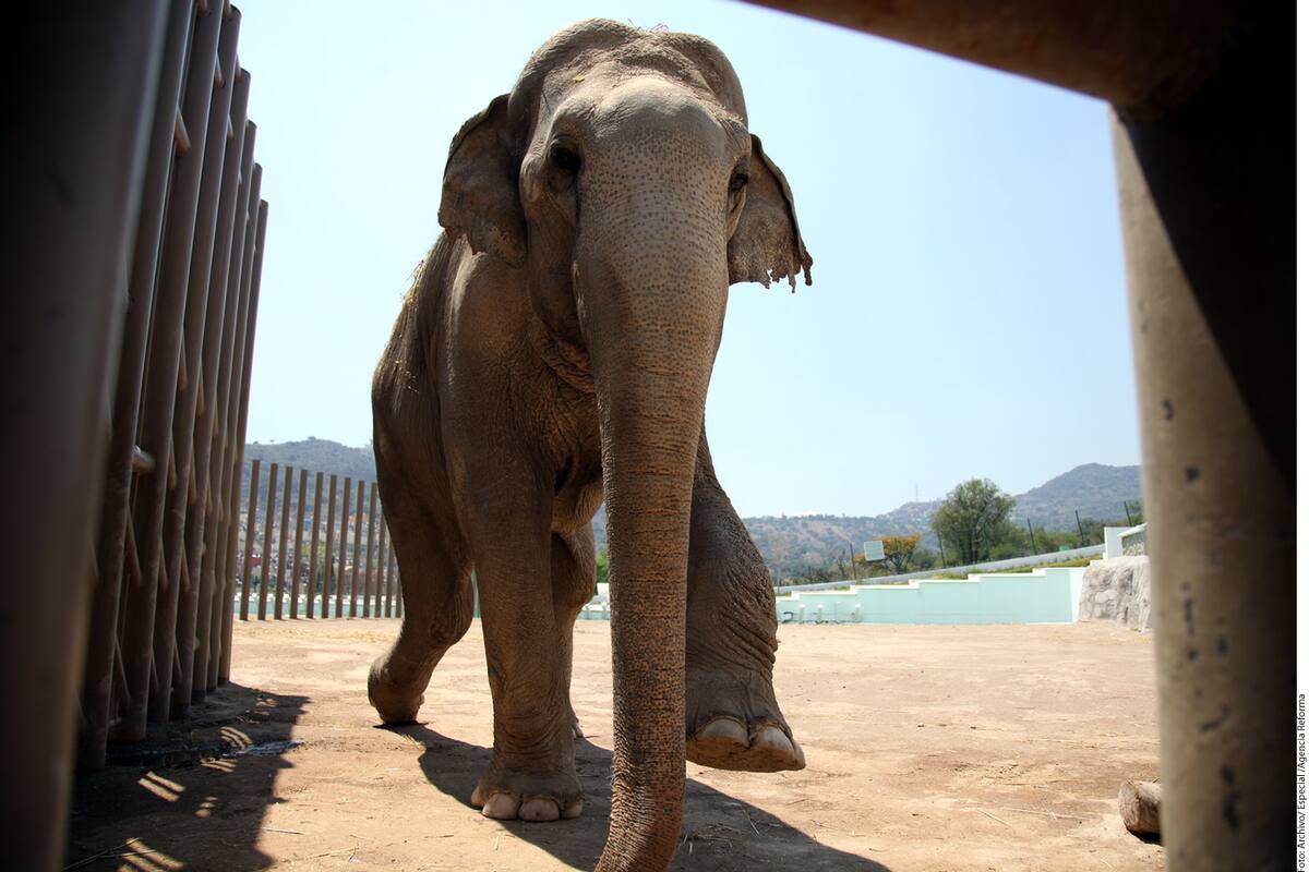 Cambiarán de lugar a elefante para que deje de estar triste por su amiga que murió