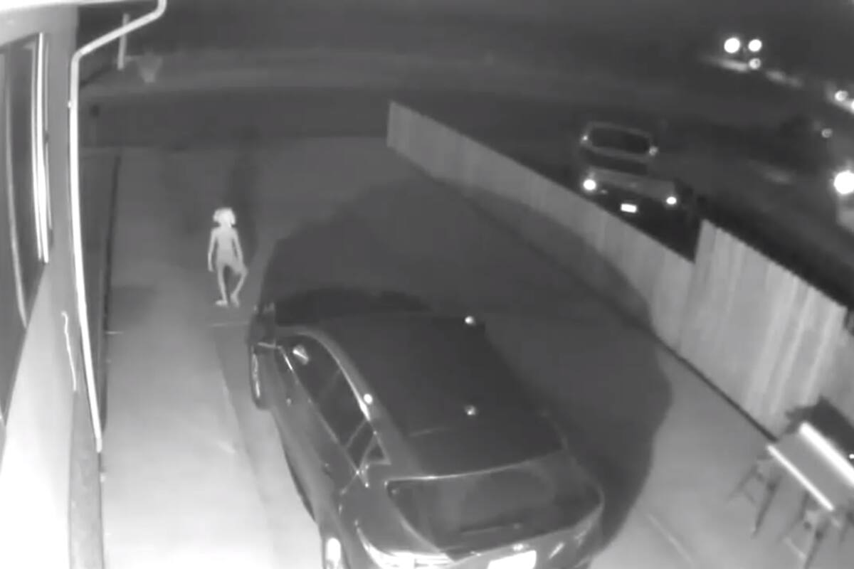 VIDEO: Captan a Dobby de ‘Harry Potter’ en una casa de EU