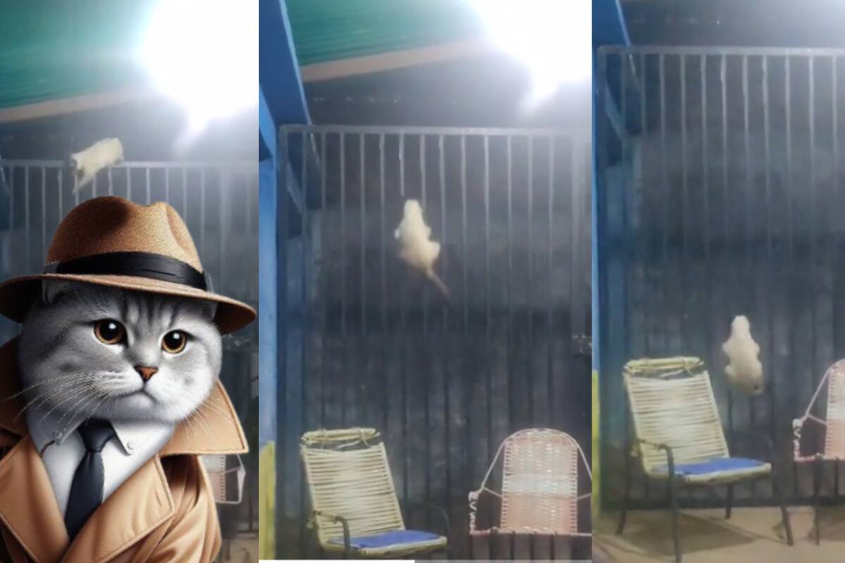 VIRAL: este gato detective sorprende a todos con su increíble plan para regresar al patio de su casa