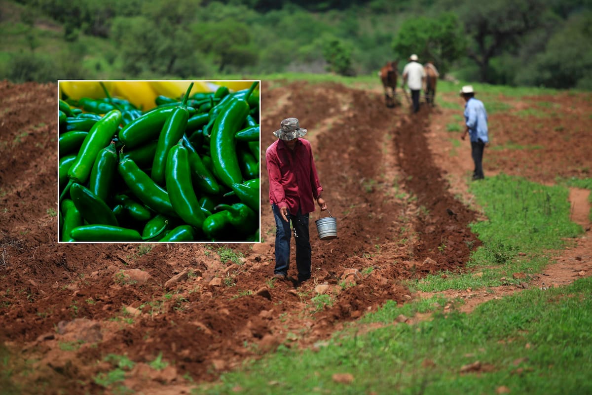 Hortalizas en riesgo: Navojoa reduce siembra un 58% por falta de agua