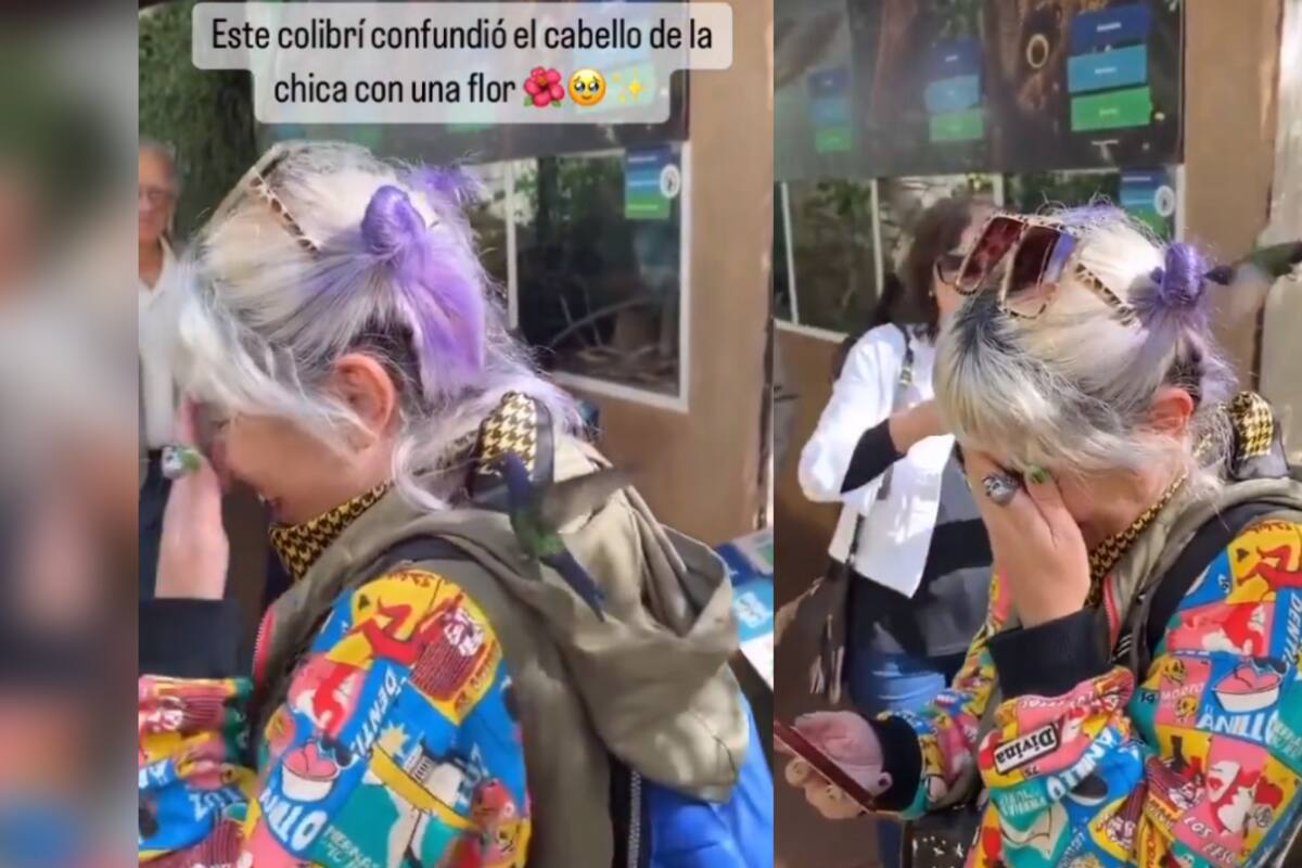 VIRAL: un colibrí confunde el chongo morado de una mujer con una flor