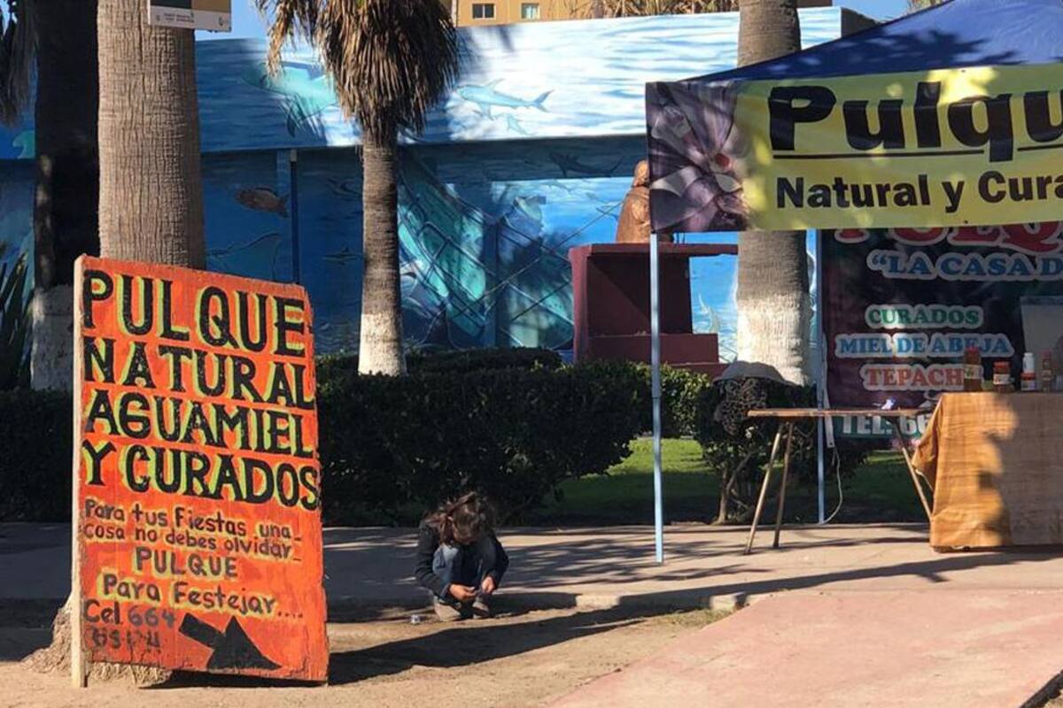 Analizan regulación de venta de pulque en Rosarito