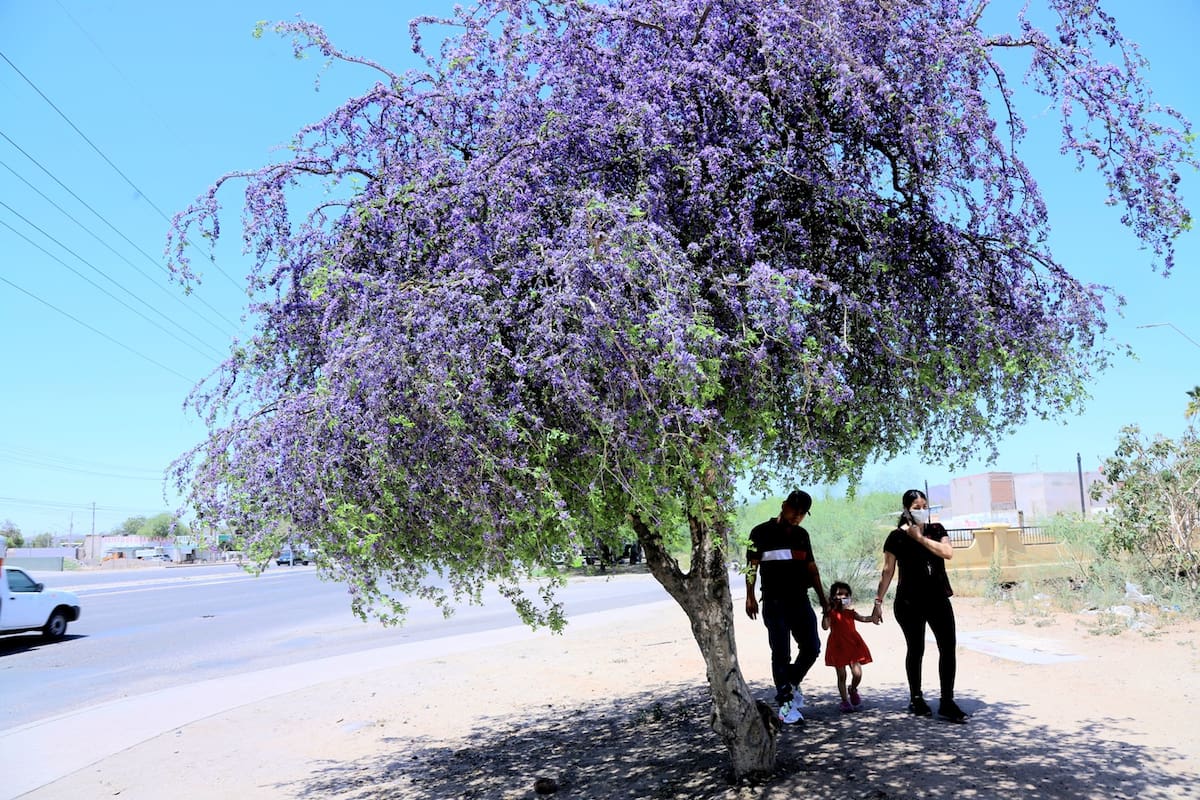 Plantas desérticas regalan paisaje primaveral