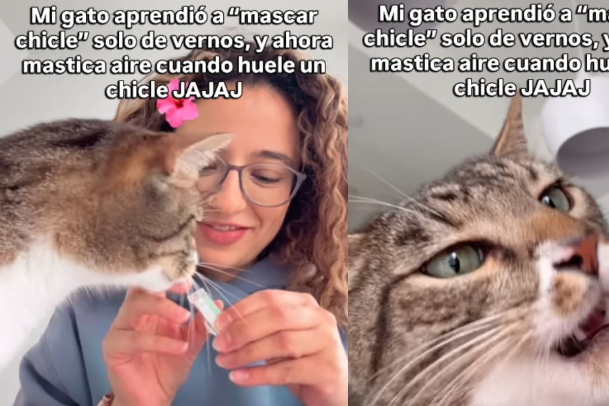 Joven revela que, después de verla “mascar chicle”, su gato ahora imita el gesto con solo oler uno