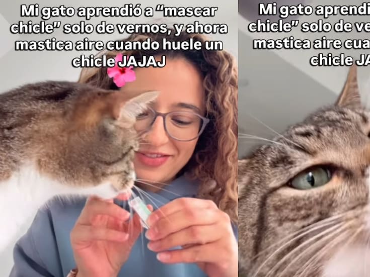 Joven revela que, después de verla “mascar chicle”, su gato ahora imita el gesto con solo oler uno