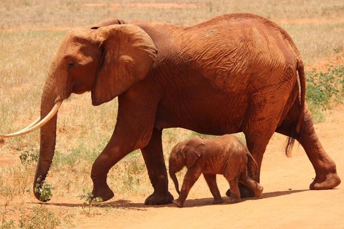 ¿Por qué vivimos más que un elefante?