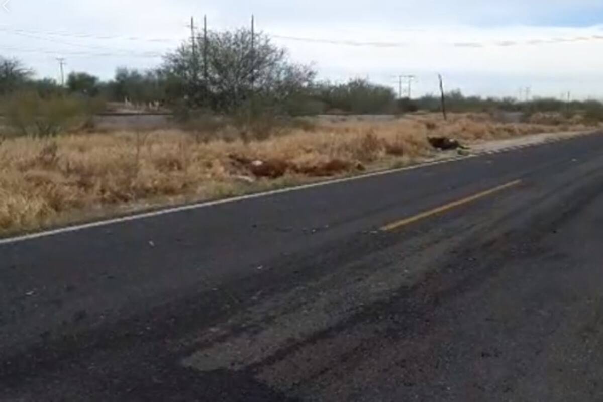Accidente carretero deja una decena de lesionados y 3 caballos muertos