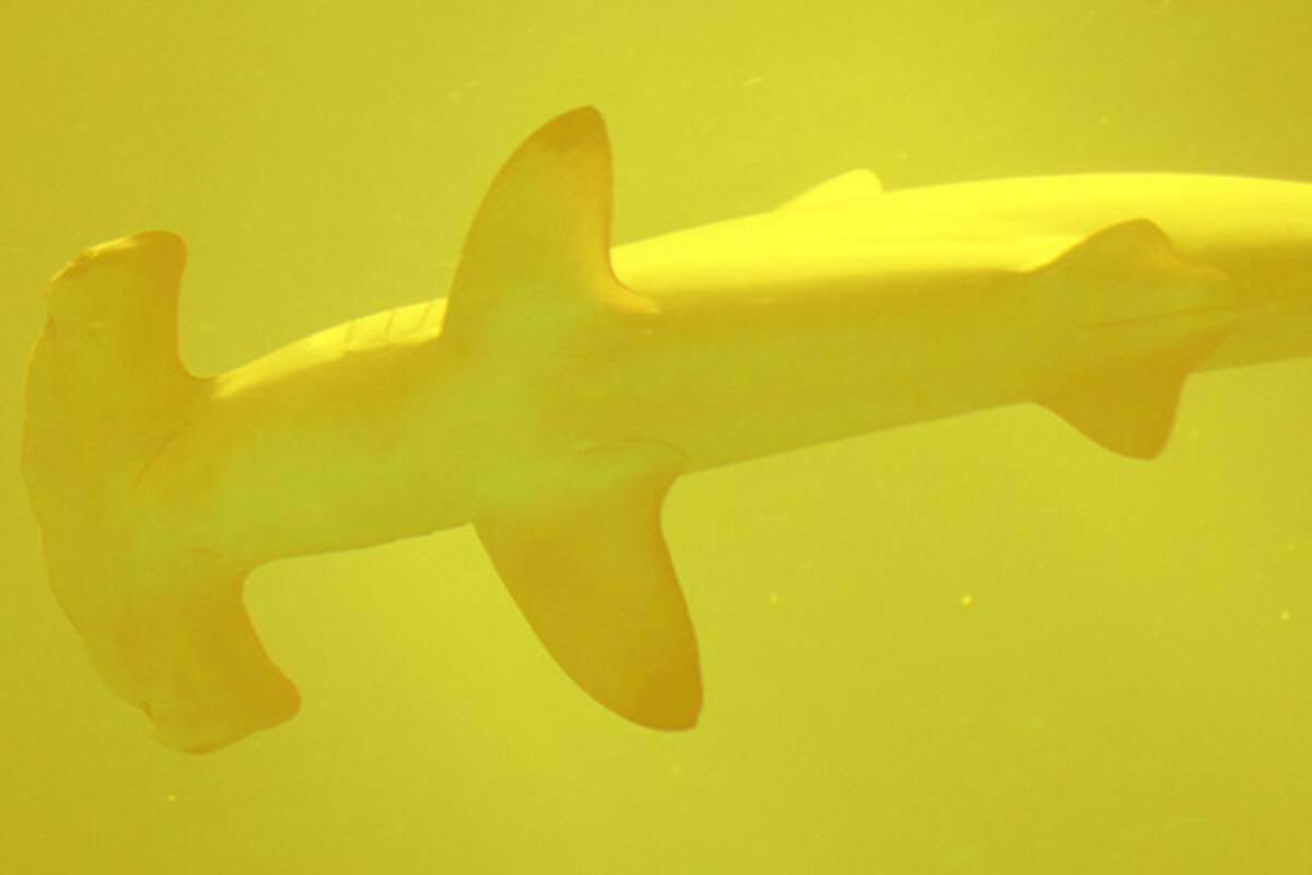 VIDEO: Tiburones viven dentro de volcán activo