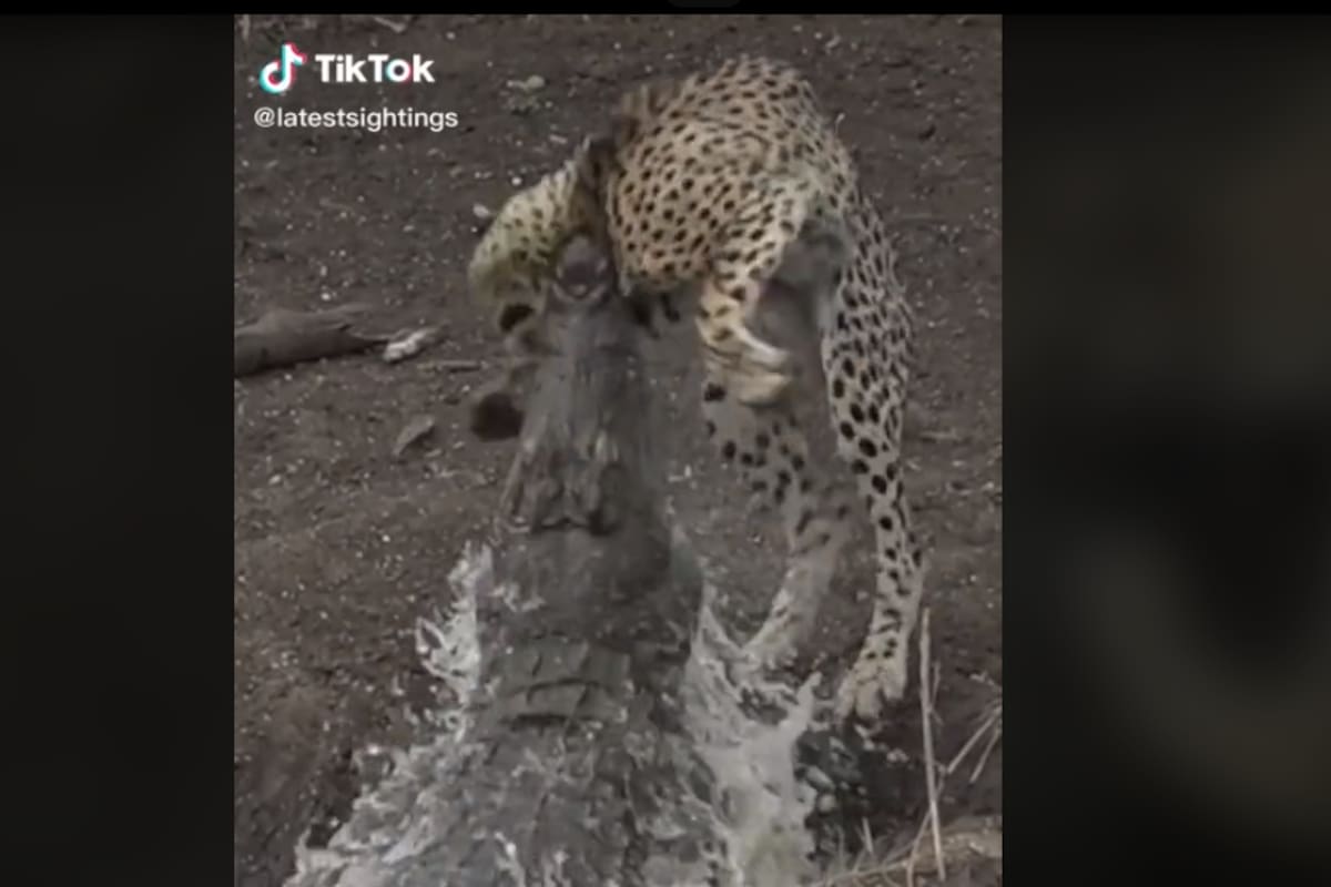 Video de TikTok: Cocodrilo lanza mordida mortal a guepardo