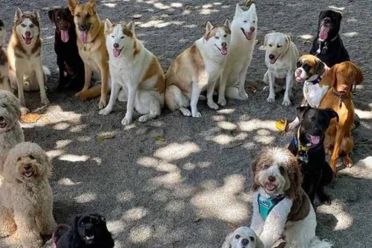 Guardaría de perros logra la foto perfecta