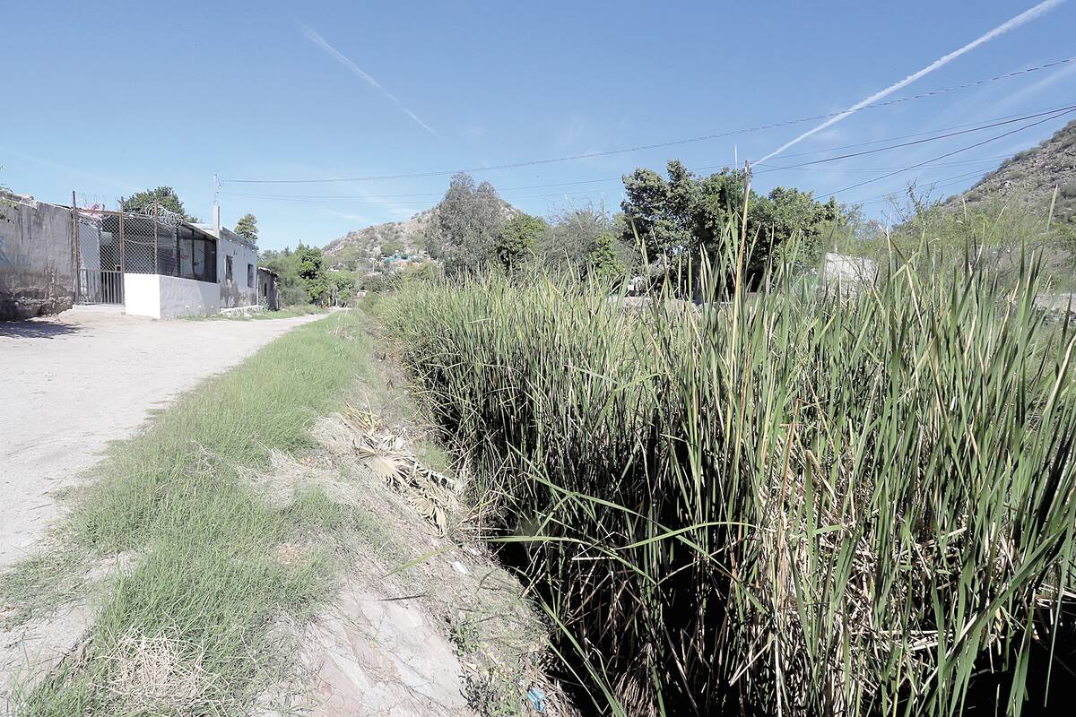 Piden vecinos limpiar canal lleno de maleza