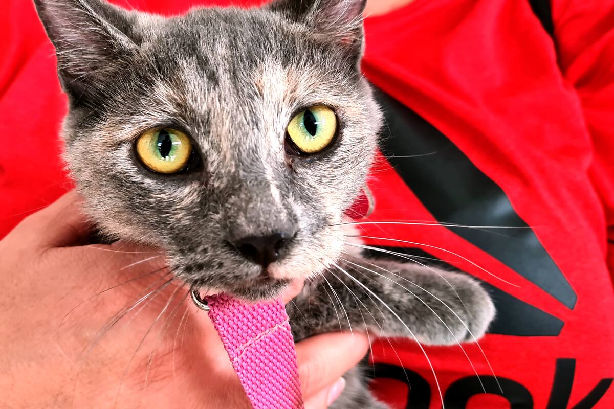 Hermosillo: Preparan jornada de esterilización gratuita para mascotas en la colonia Internacional