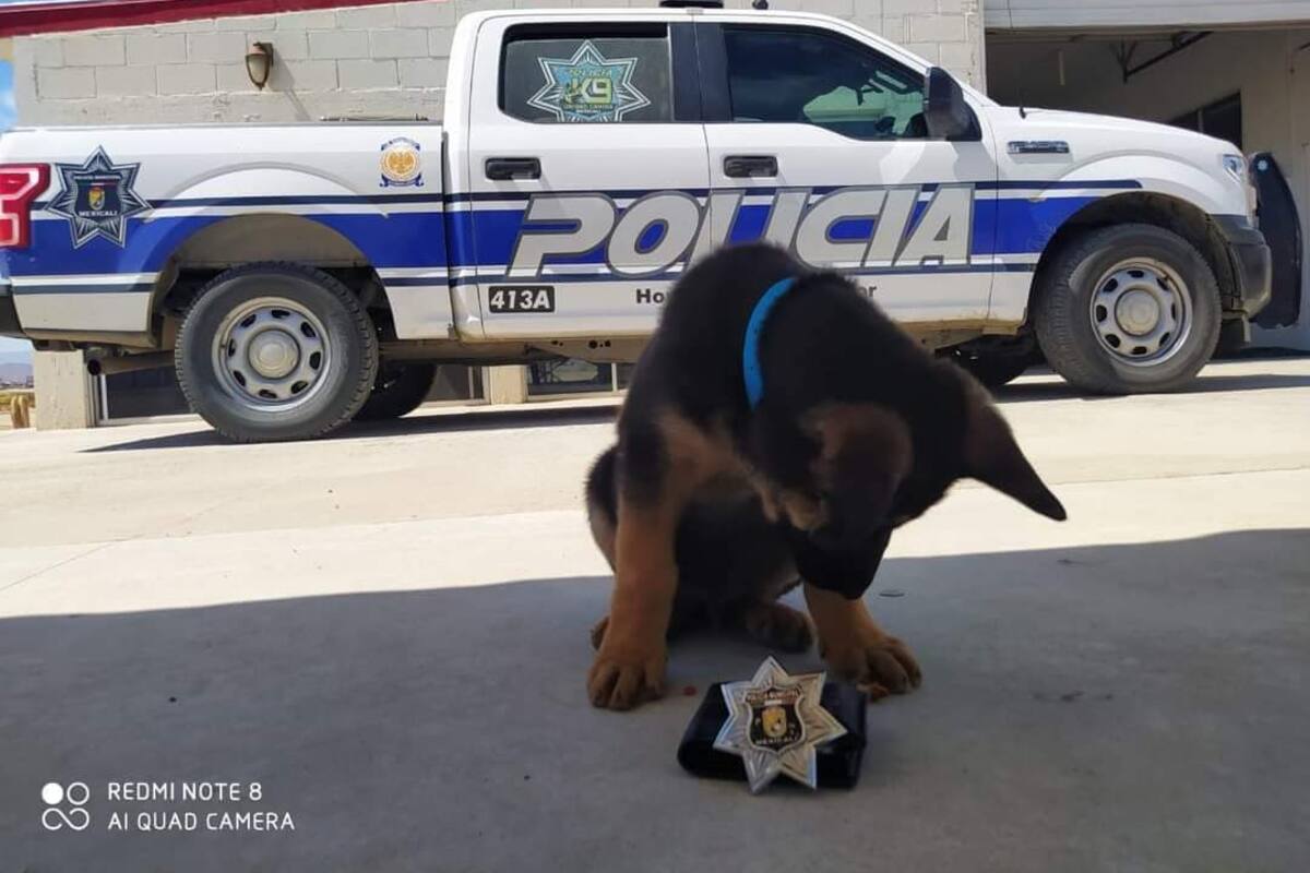 Cuenta San Felipe con nuevo integrante de policía canina