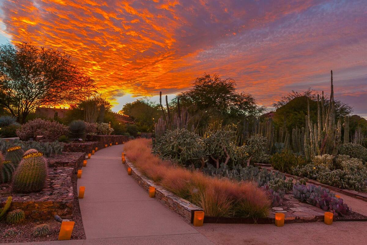 Noches deslumbrantes en Desert Botanical Garden