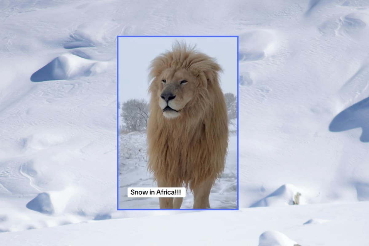 Sorprendente: así reacciona un león al ver nieve por primera vez