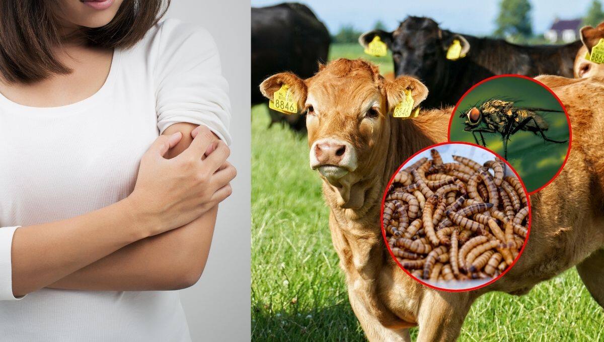 Cinco nuevos casos de gusano barrenador en humanos fueron confirmados en Chiapas y Campeche, elevando el total a 13.