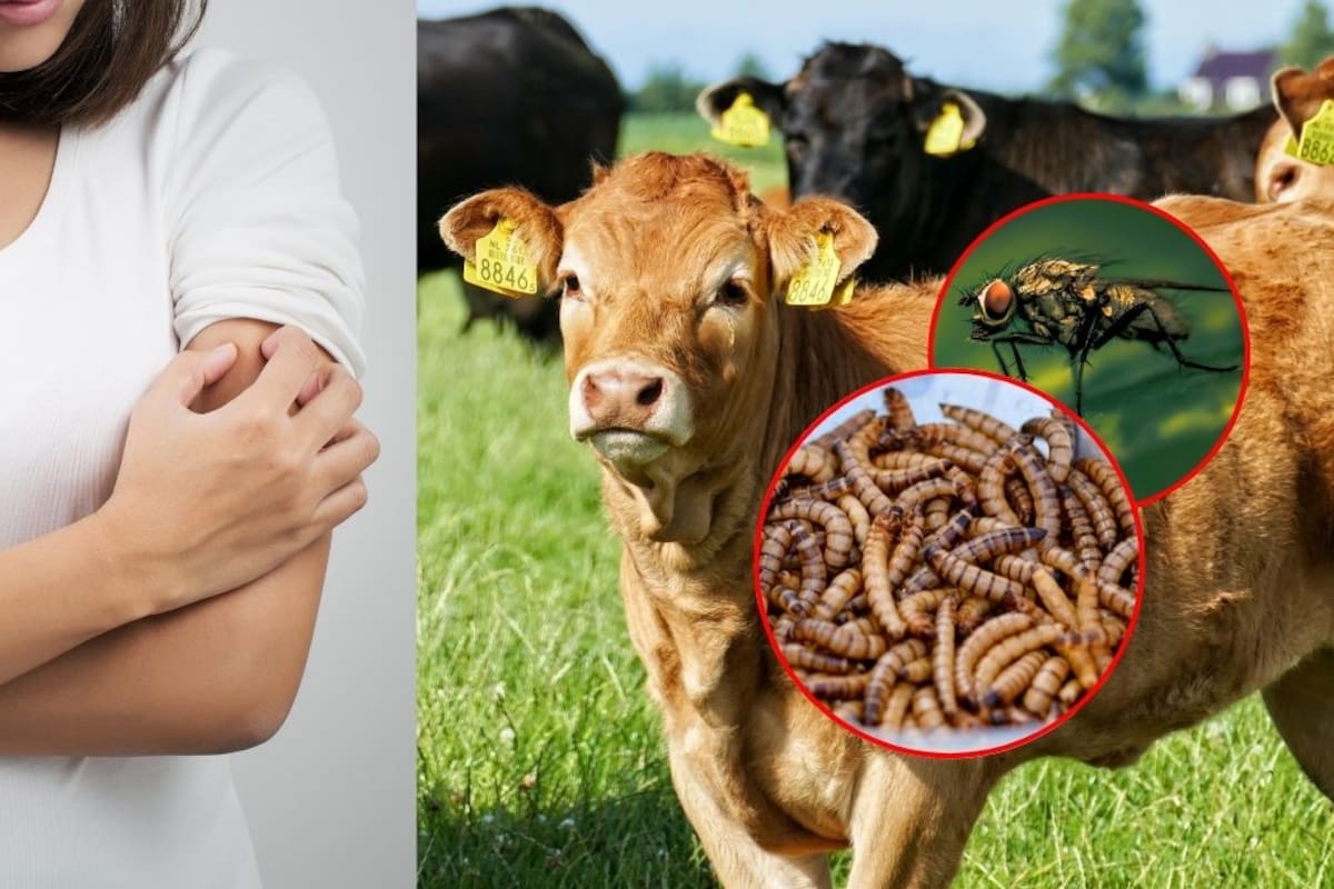 Chiapas suma 23 casos confirmados de infección por gusano barrenador, con seis nuevos reportes en la última semana