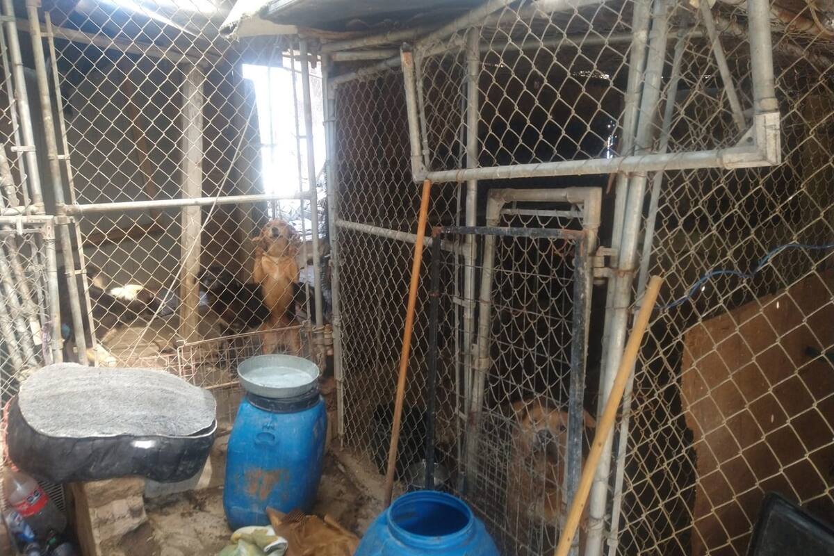 Denuncian maltrato a mascotas en Ensenada