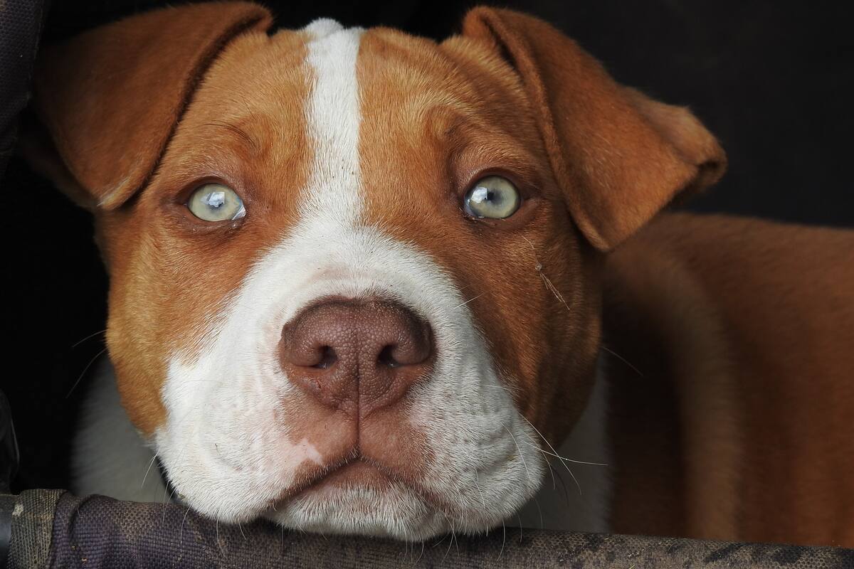 Un video muestra una "discusión" entre un perro y su dueño