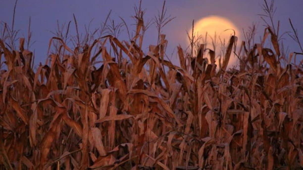 Los días serán cada vez más cortos después del 22 de septiembre, el otoño llegará a México con el equinoccio que marca el momento del año en que la duración de la luz solar comenzará a disminuir progresivamente mientras las noches se alargan