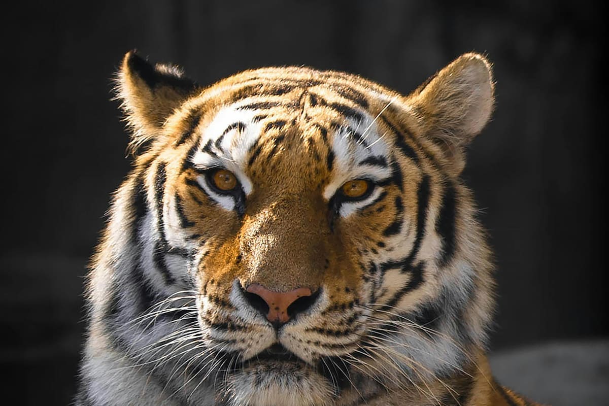FOTOS: Aparecen dos tigres negros en India y sorprenden al mundo