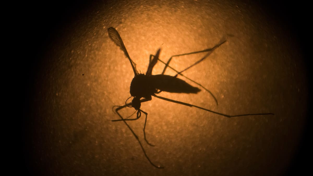 Dengue, Chagas y parasitosis siguen presentes en México, el IMSS alerta que las enfermedades tropicales desatendidas afectan sobre todo a zonas cálidas