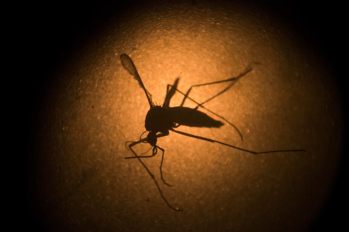Confirman cinco casos importados de dengue en BC