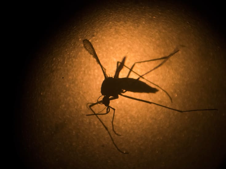 Dengue, Chagas y parasitosis siguen presentes en México, el IMSS alerta que las enfermedades tropicales desatendidas afectan sobre todo a zonas cálidas