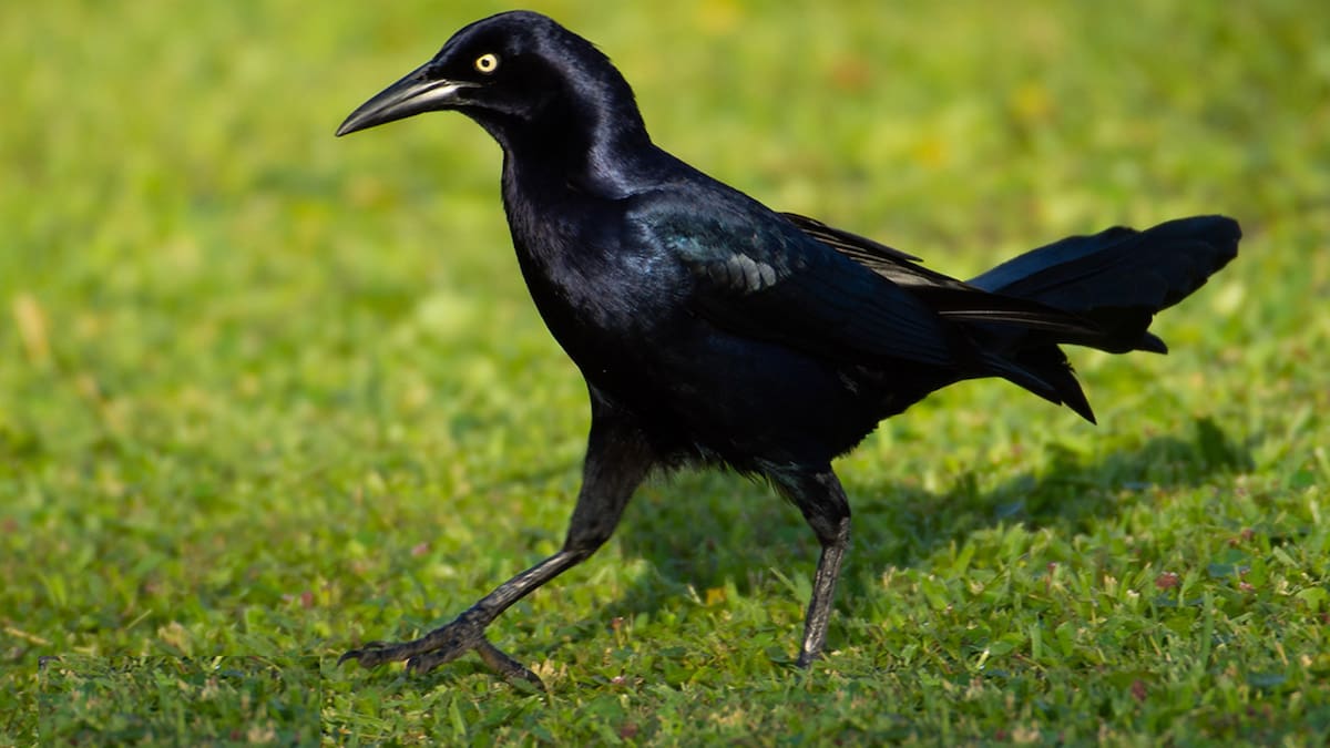 Un zanate originario de México aparece en Corea del Sur y científicos investigan cómo cruzó miles de kilómetros pese a que la especie no realiza migraciones transoceánicas