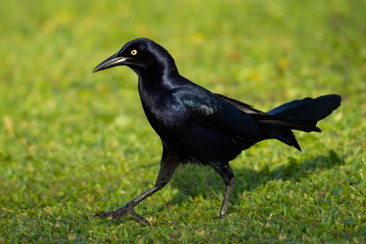 Un zanate originario de México aparece en Corea del Sur y científicos investigan cómo cruzó miles de kilómetros pese a que la especie no realiza migraciones transoceánicas