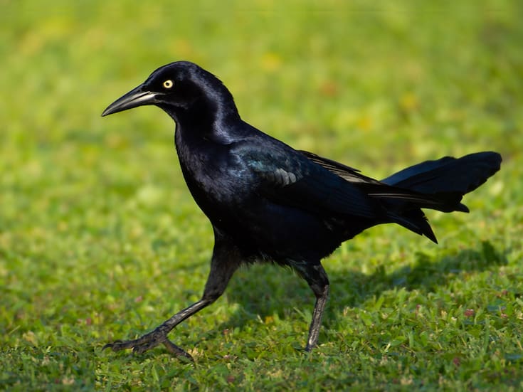 Un zanate originario de México aparece en Corea del Sur y científicos investigan cómo cruzó miles de kilómetros pese a que la especie no realiza migraciones transoceánicas