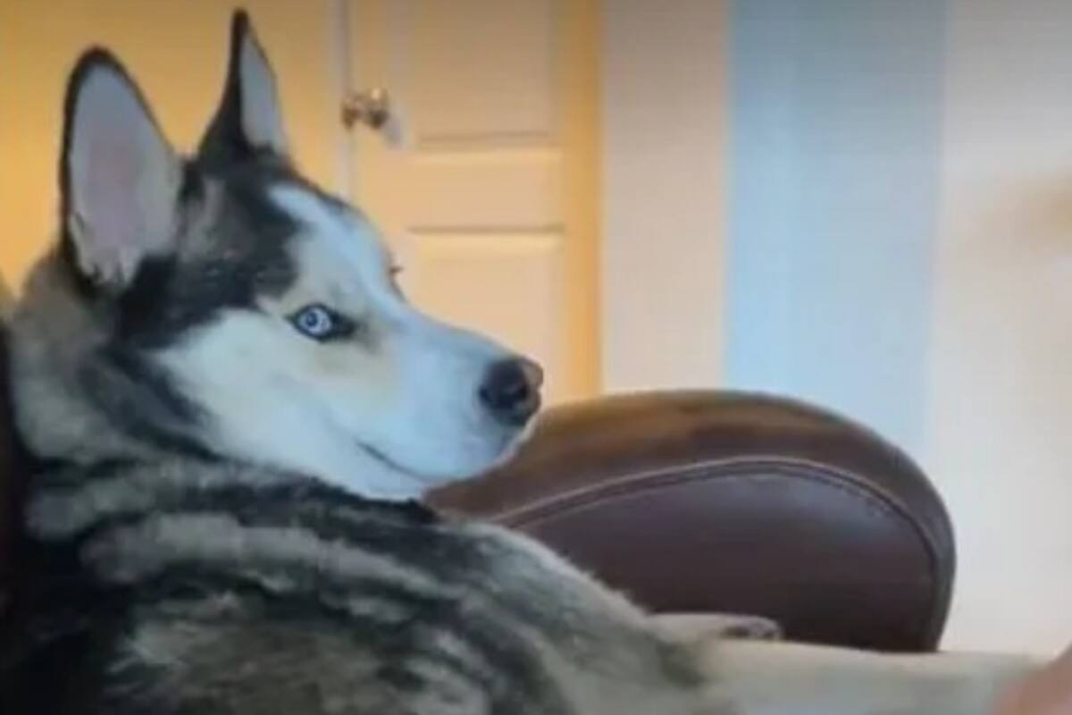 Perro exige el cariño a su amo en un gracioso video