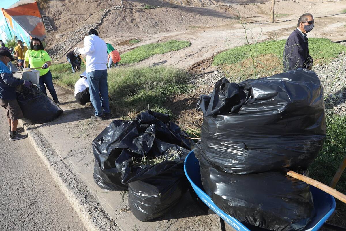 Salen 3 mil 050 “Cachanillas” a embellecer a Mexicali