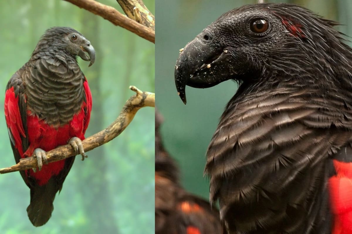 Así es el impresionante loro Drácula: ¿También se alimenta de sangre?