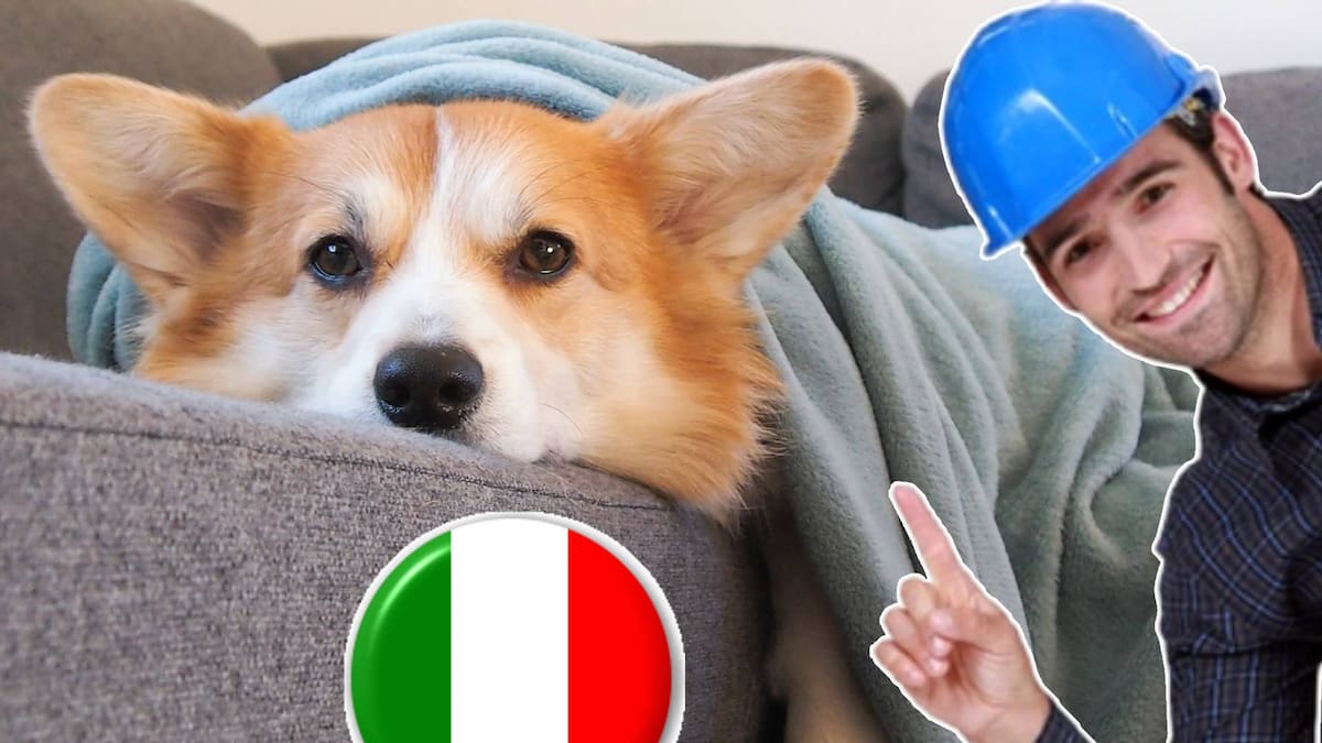 Italia se convierte en el primer país en permitir licencias laborales para cuidar mascotas enfermas con certificado veterinario y posible pago, tras fallo judicial que reconoce el vínculo entre animales domésticos y tutores