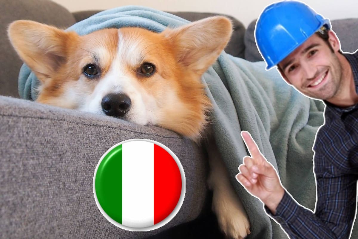 Italia se convierte en el primer país en permitir licencias laborales para cuidar mascotas enfermas con certificado veterinario y posible pago, tras fallo judicial que reconoce el vínculo entre animales domésticos y tutores