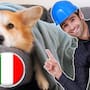 Italia se convierte en el primer país en permitir licencias laborales para cuidar mascotas enfermas con certificado veterinario y posible pago, tras fallo judicial que reconoce el vínculo entre animales domésticos y tutores