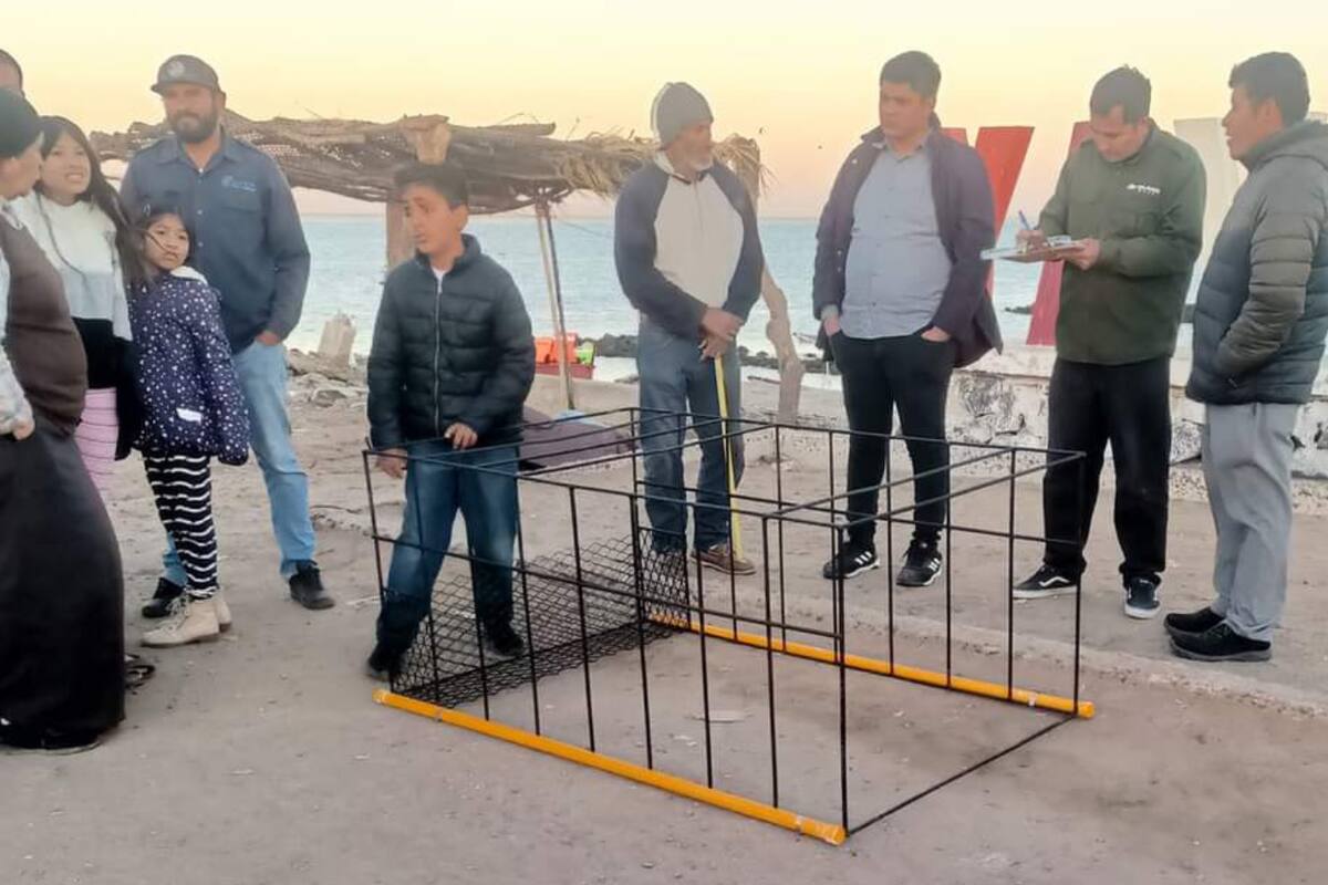 Ataques de tiburones en el Sur de Sonora atraen a investigadores