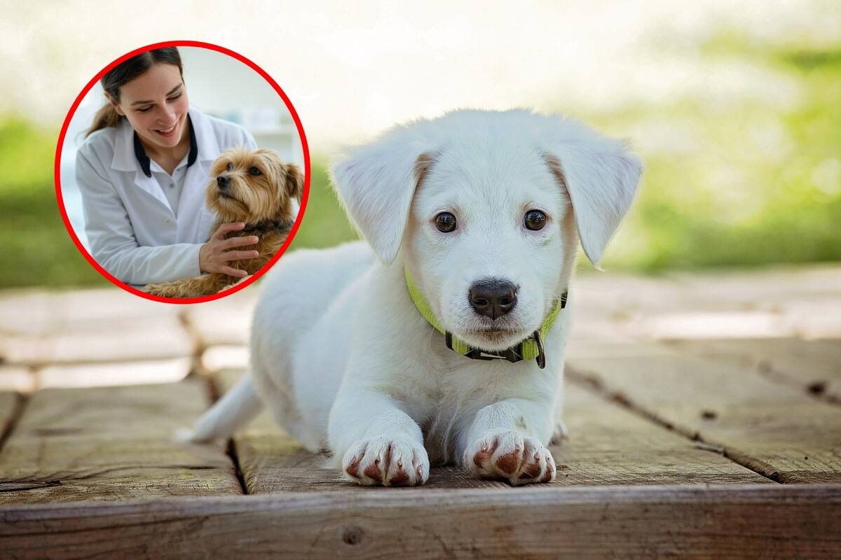 Cómo proteger a tu perro de las alergias en la temporada de calor